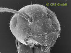 Our all favorite picture - the ant - image width 1mm | © CRB Analyse Service GmbH