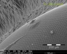 Facet eye of a badly shaved bee | © CRB Analyse Service GmbH