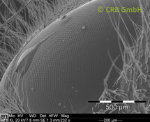 Facet eye of a badly shaved bee | © CRB Analyse Service GmbH